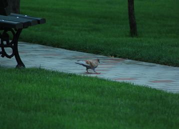 servicii publice iasi amenajare Parcul Bărboi