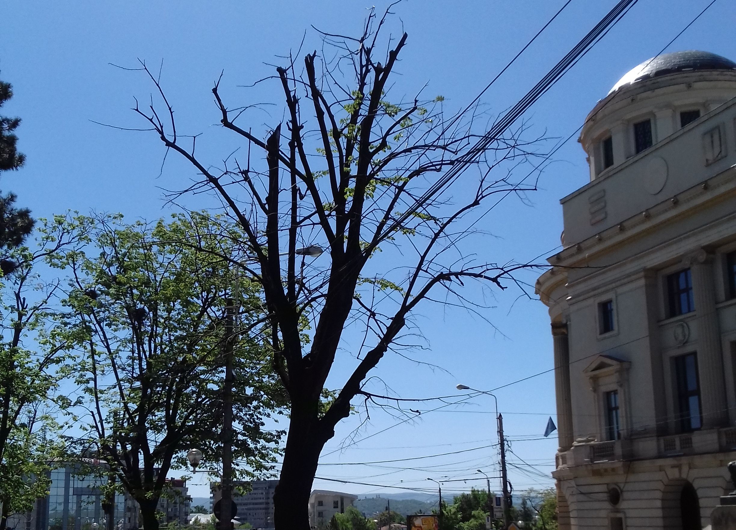 servicii publice iasi toaletări arbori