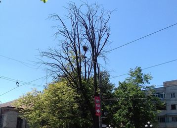 servicii publice iasi toaletări arbori