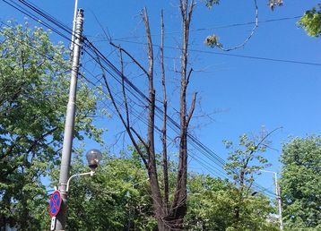 servicii publice iasi toaletări arbori