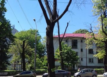 servicii publice iasi toaletări arbori