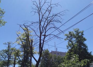 servicii publice iasi toaletări arbori