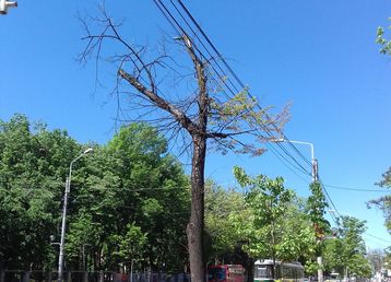 servicii publice iasi toaletări arbori