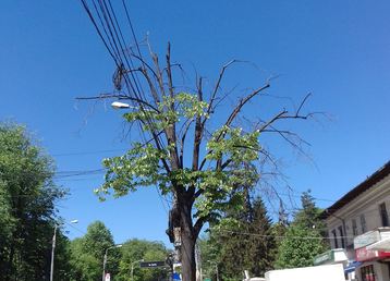 servicii publice iasi toaletări arbori