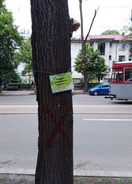 servicii publice iasi toaletări arbori