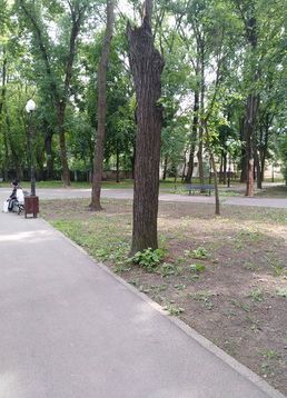 servicii publice iasi toaletări arbori