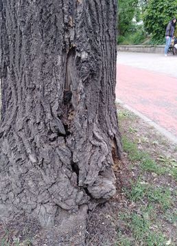 servicii publice iasi toaletări arbori