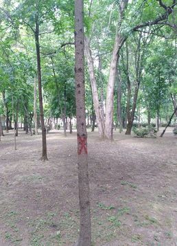 servicii publice iasi toaletări arbori