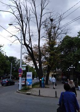 servicii publice iasi toaletări arbori