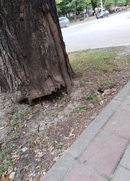 servicii publice iasi toaletări arbori