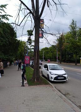 servicii publice iasi toaletări arbori