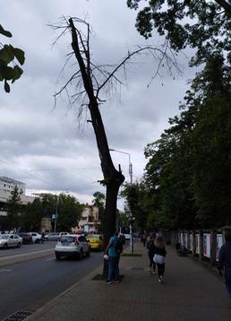 servicii publice iasi toaletări arbori