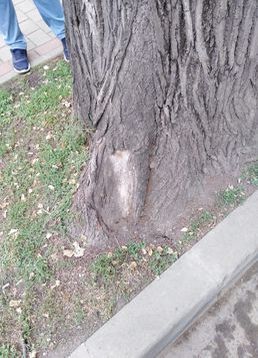 servicii publice iasi toaletări arbori