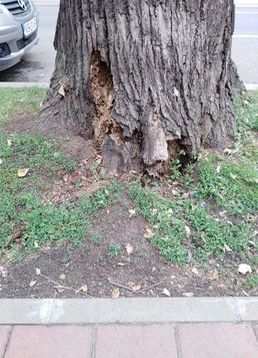 servicii publice iasi toaletări arbori