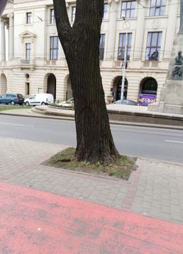 servicii publice iasi toaletări arbori