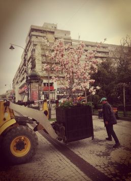 servicii publice iasi primaria iasi