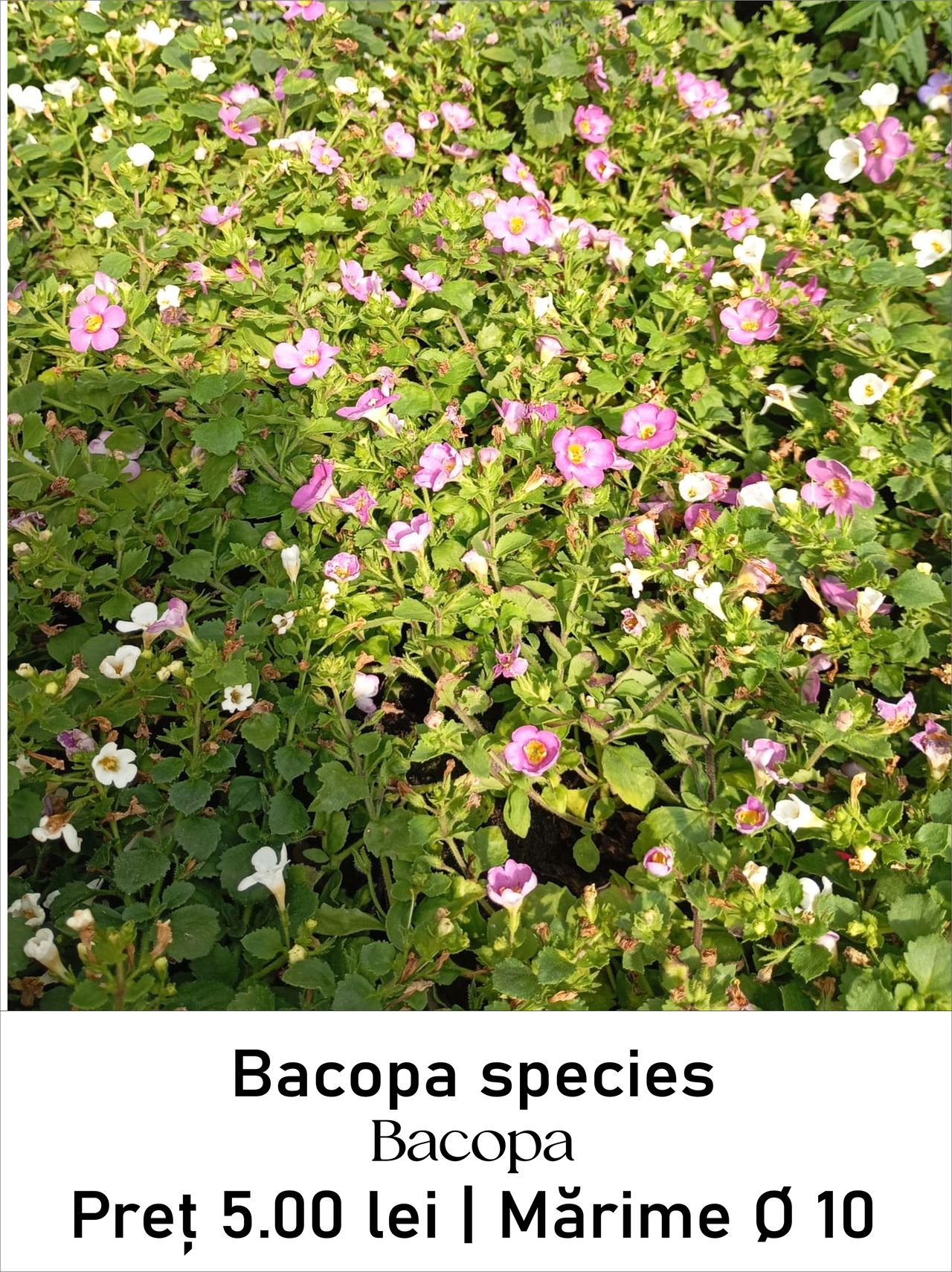 magazin bacopa servicii publice iasi
