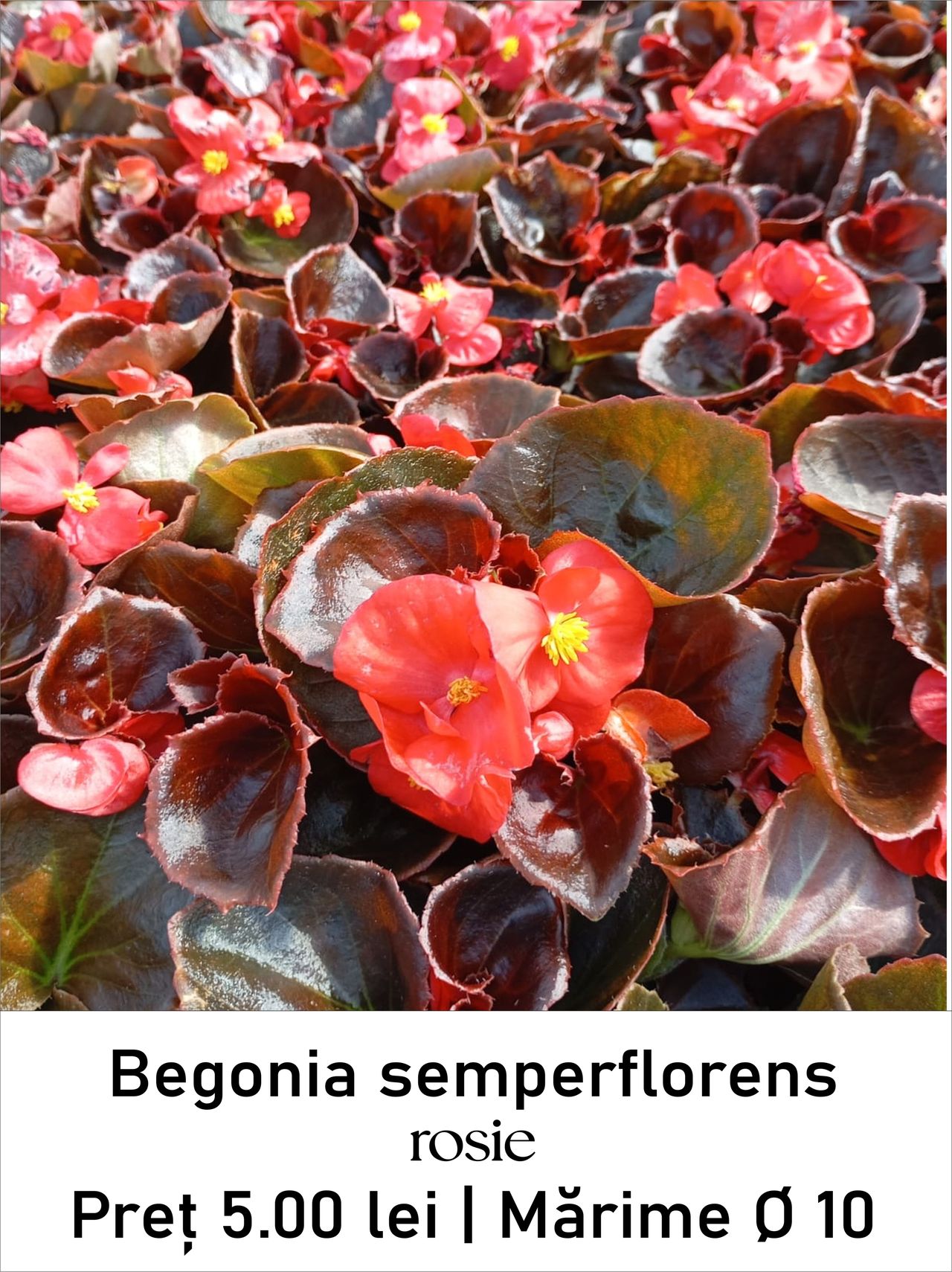 magazin begonia_semperflorens_rosie servicii publice iasi