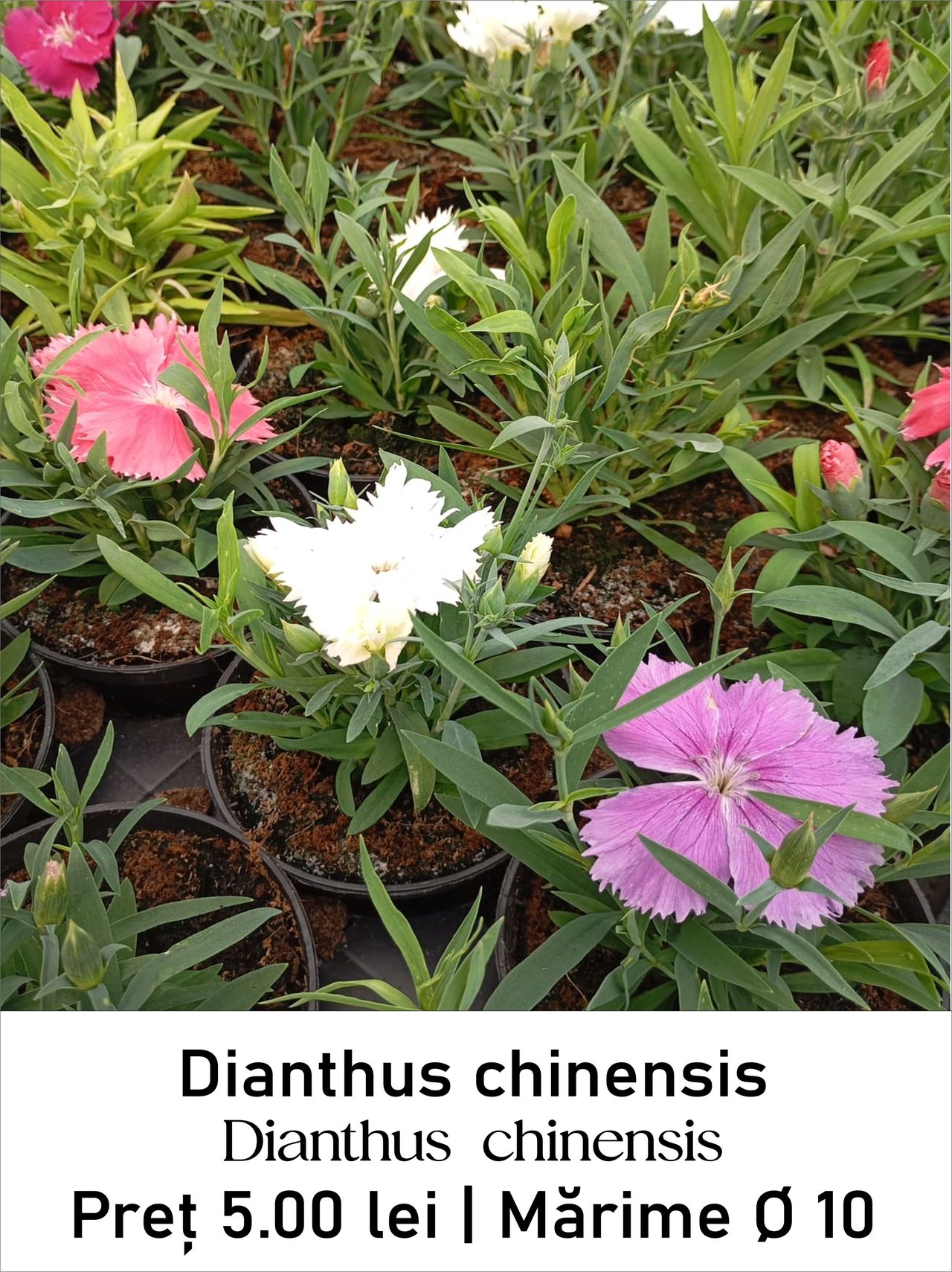 magazin dianthus_chinensis servicii publice iasi