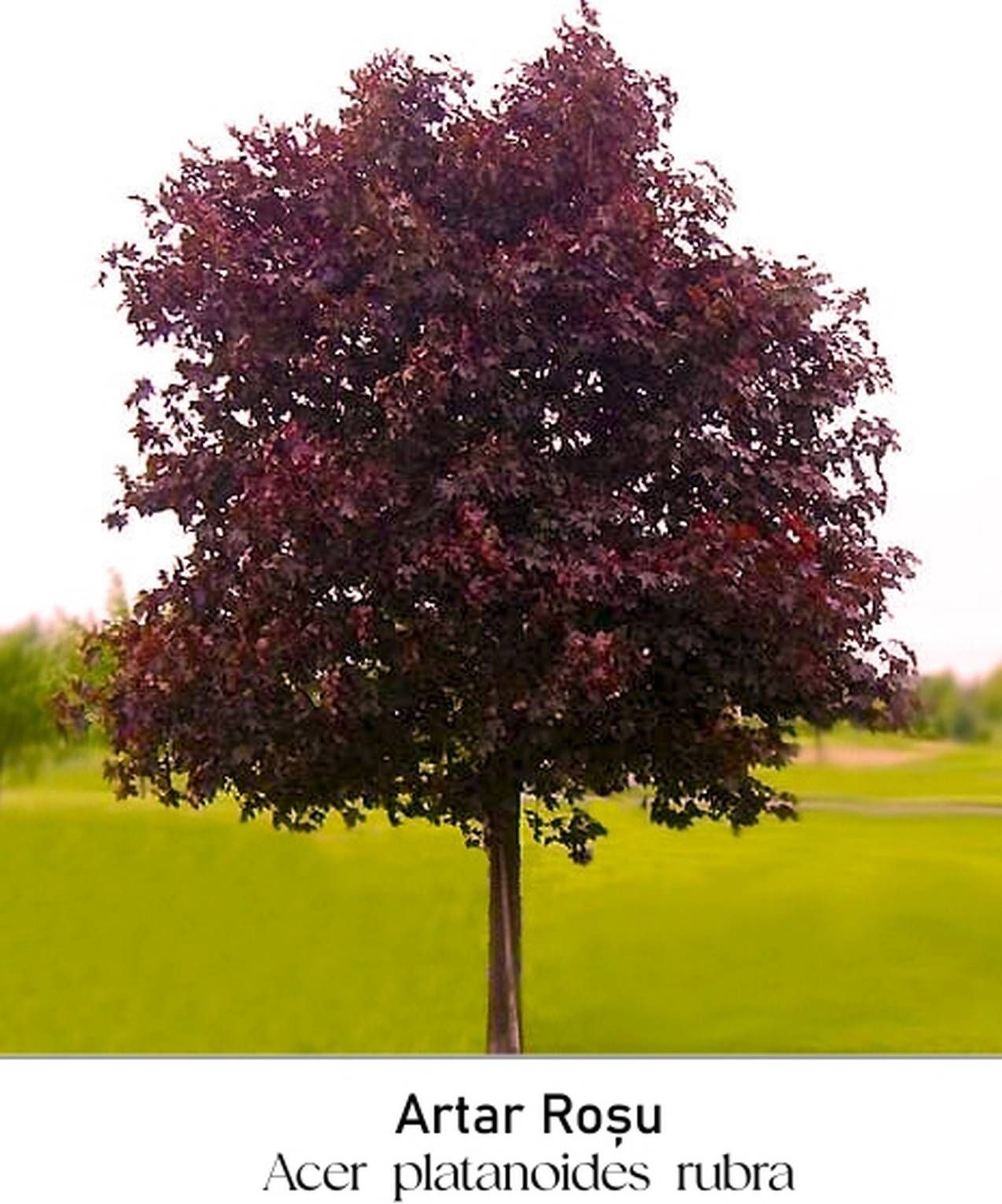 magazin artar rosu servicii publice iasi