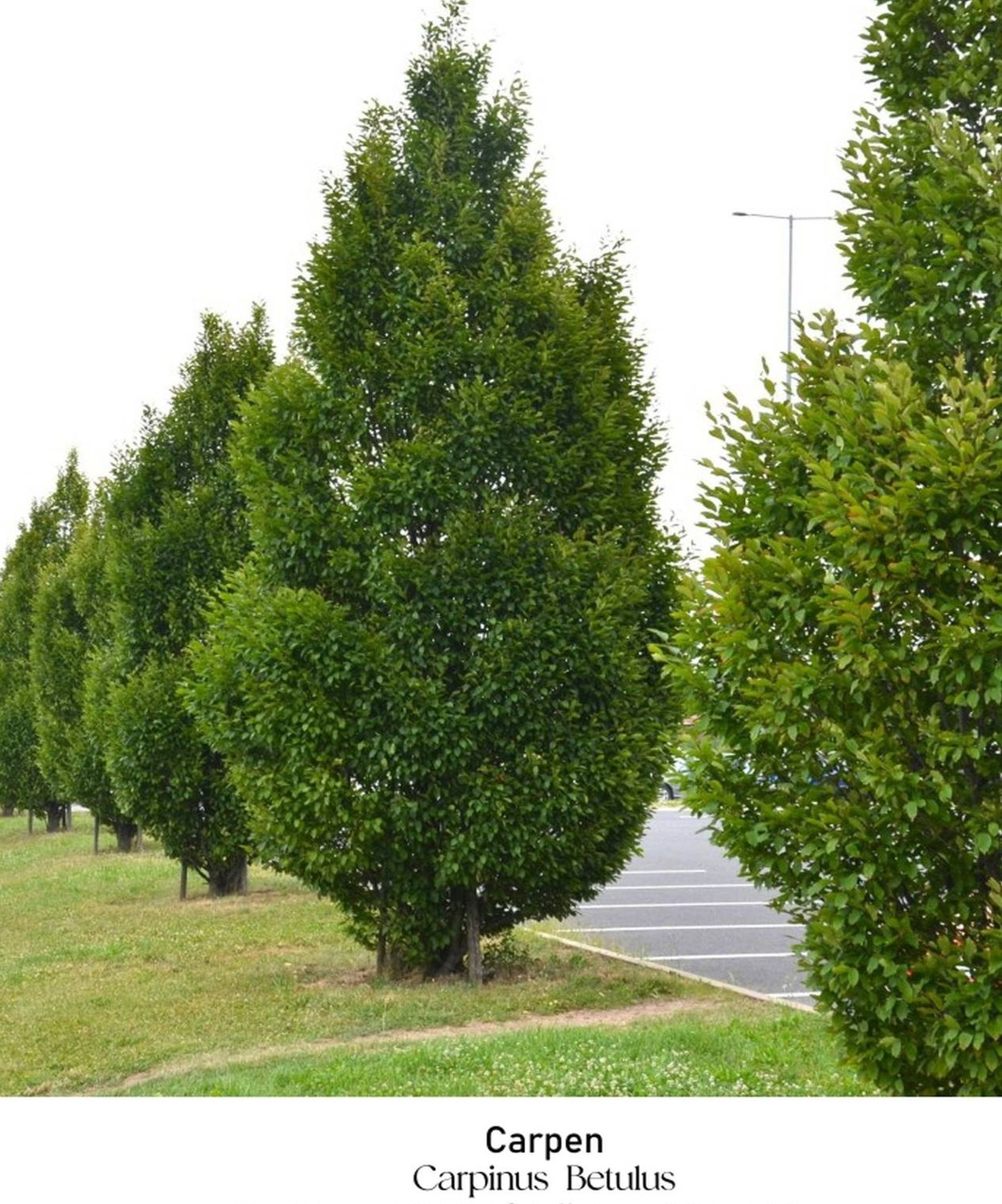 magazin carpen servicii publice iasi