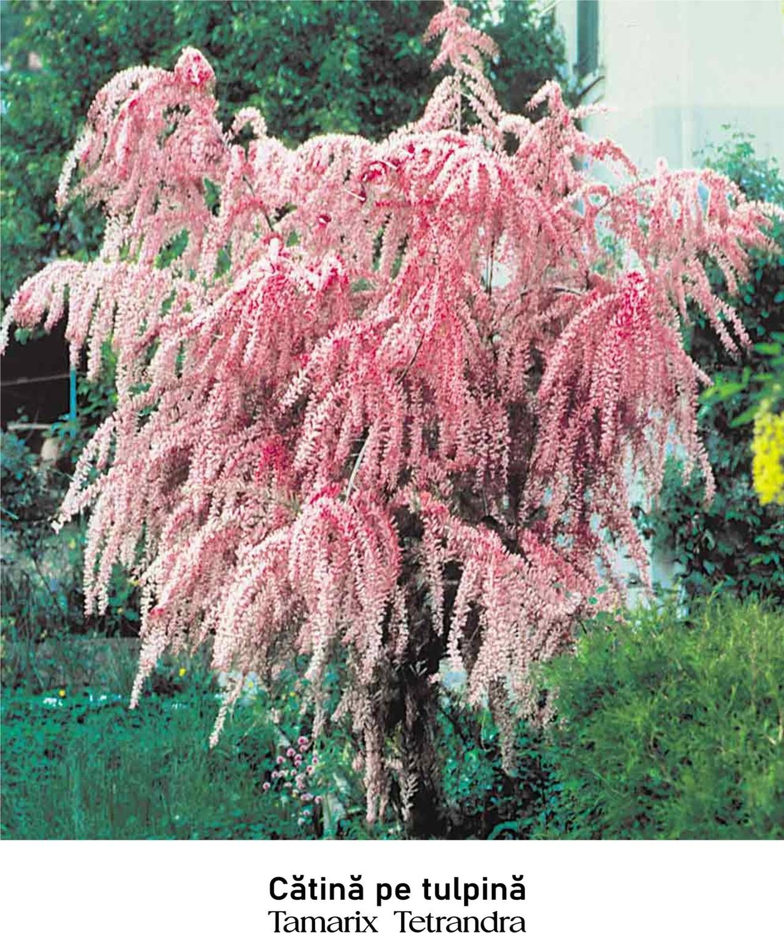 magazin  catina servicii publice iasi