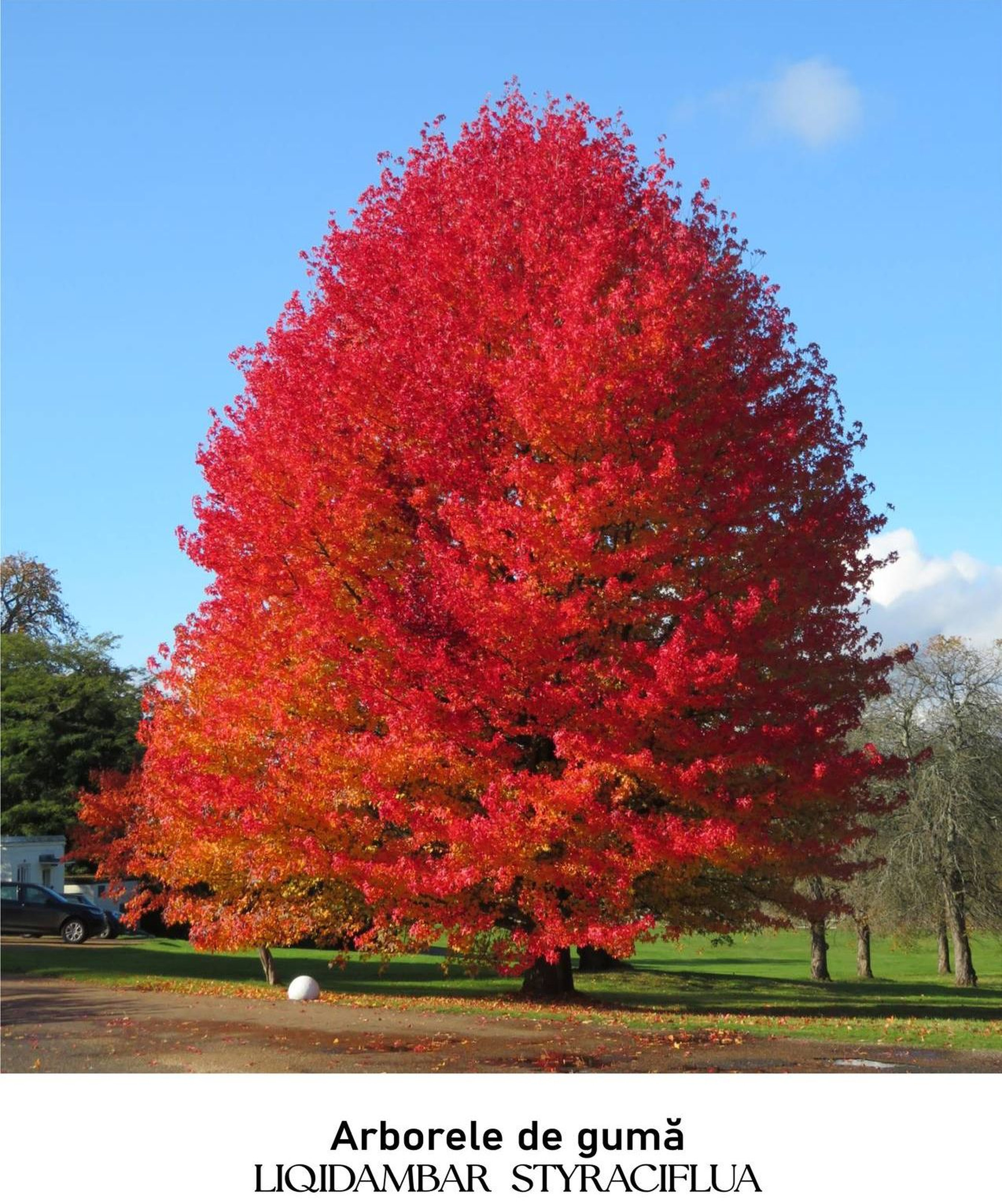 magazin arborele de guma servicii publice iasi