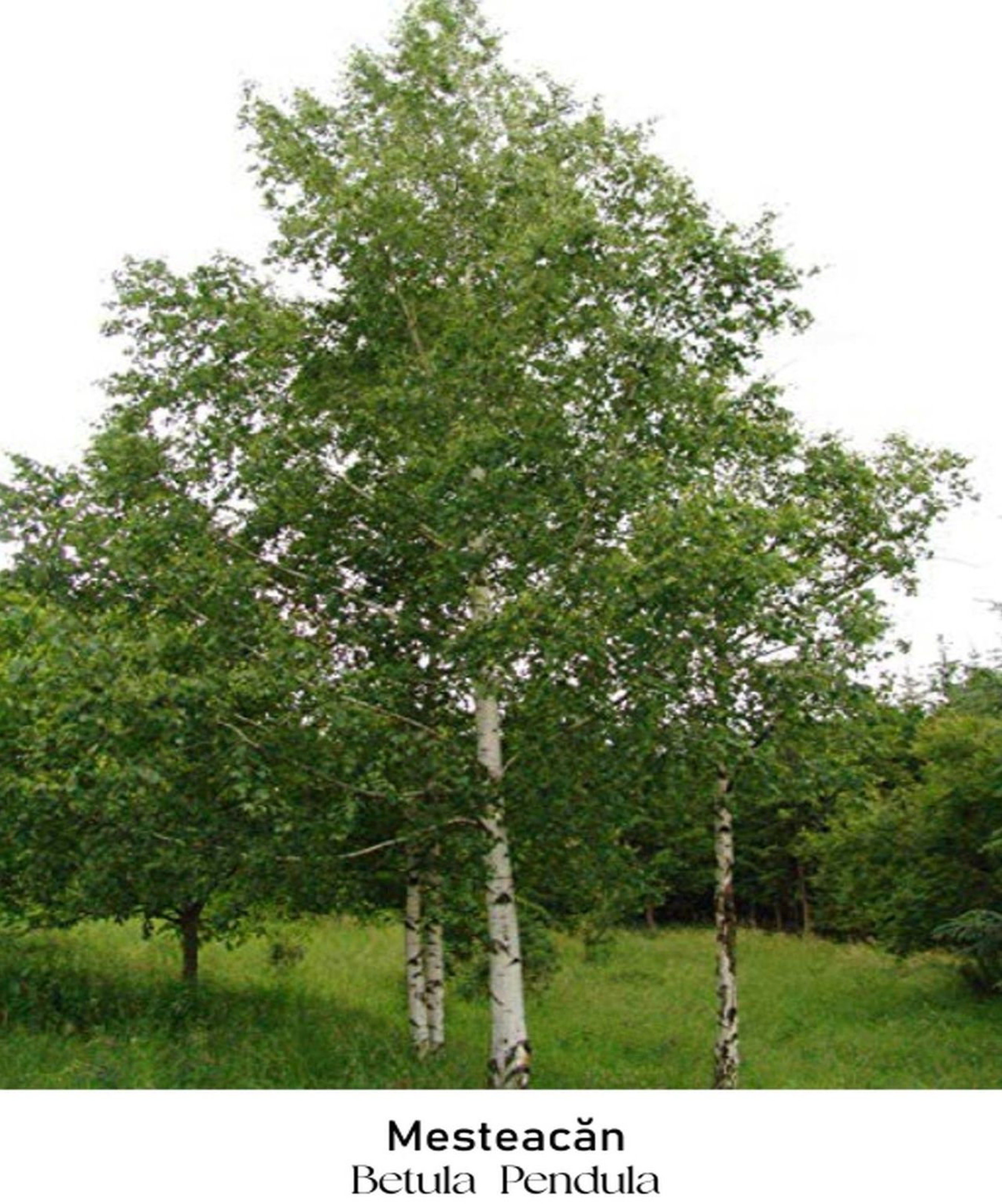 magazin mesteacan servicii publice iasi