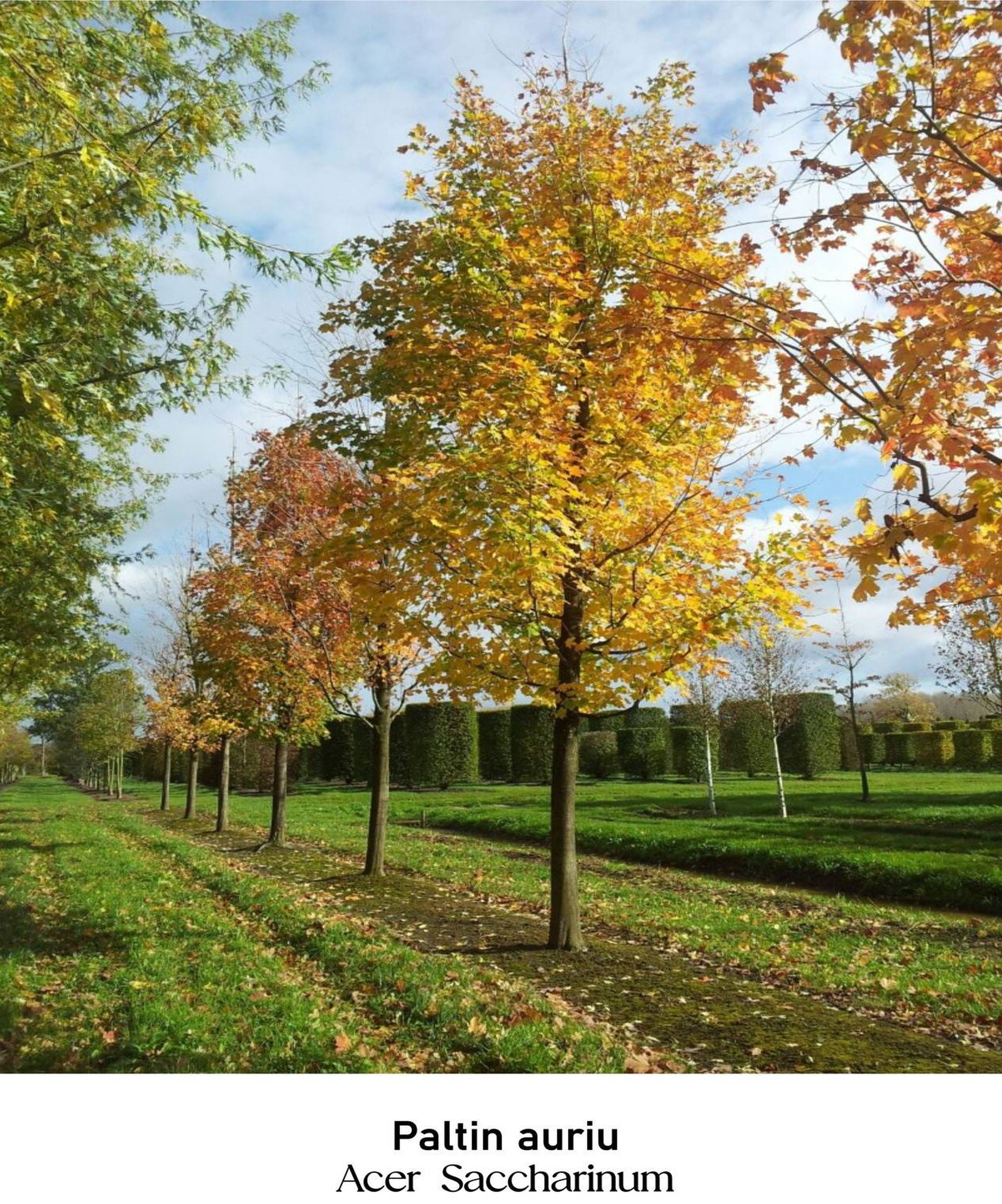 magazin paltin auriu servicii publice iasi