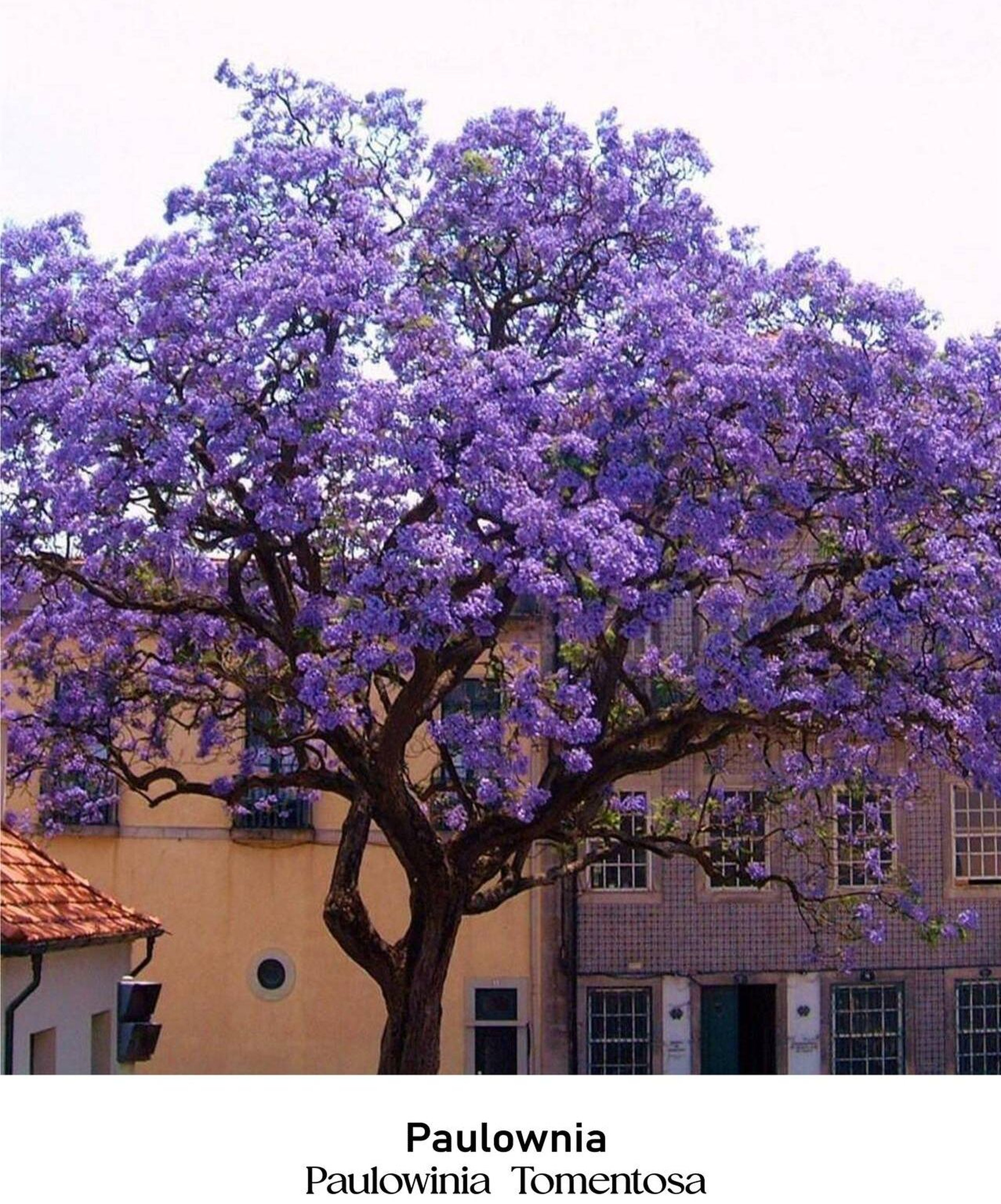 magazin paulownia servicii publice iasi