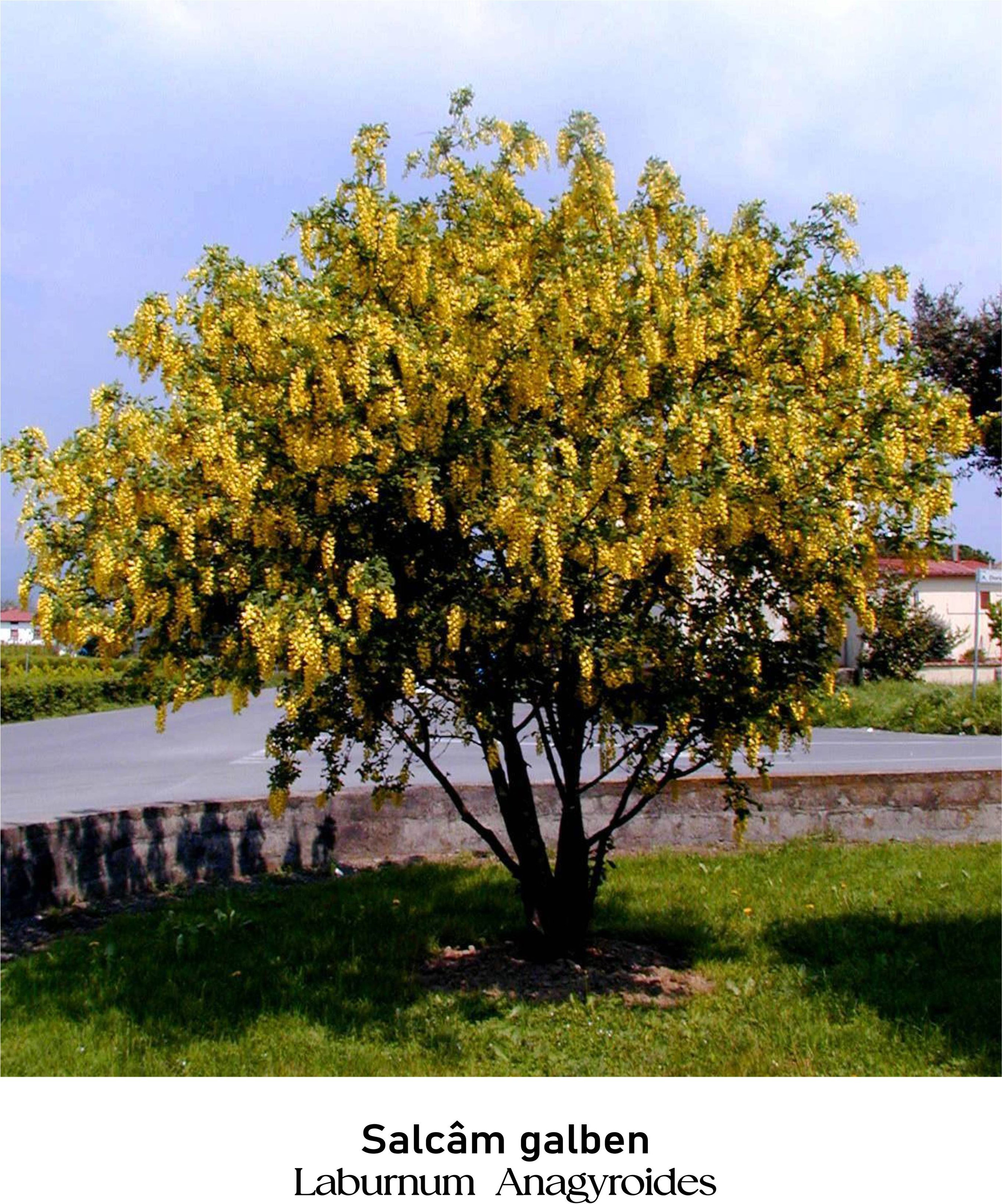 magazin salcam galben servicii publice iasi