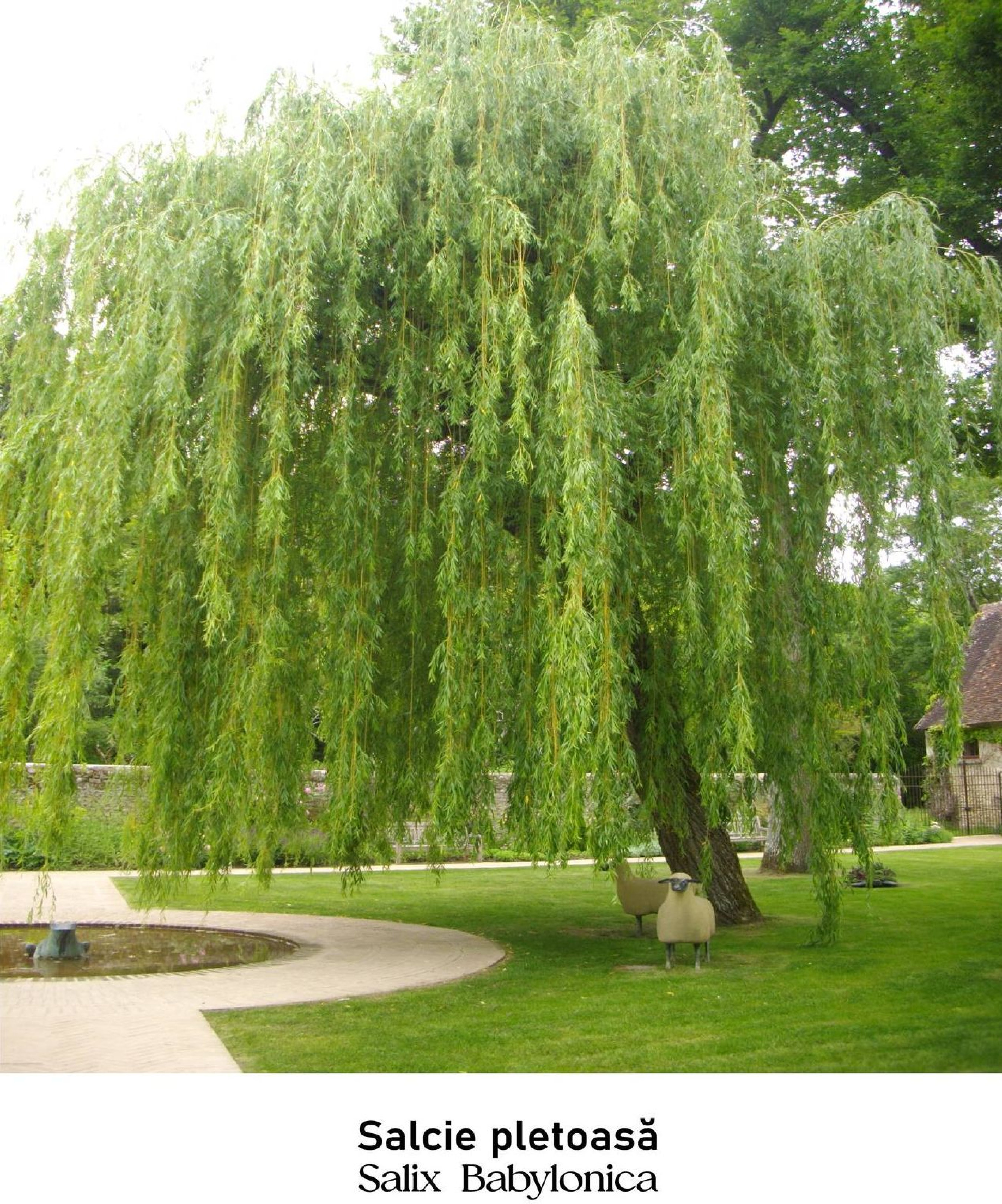 magazin salcie pletoasa servicii publice iasi