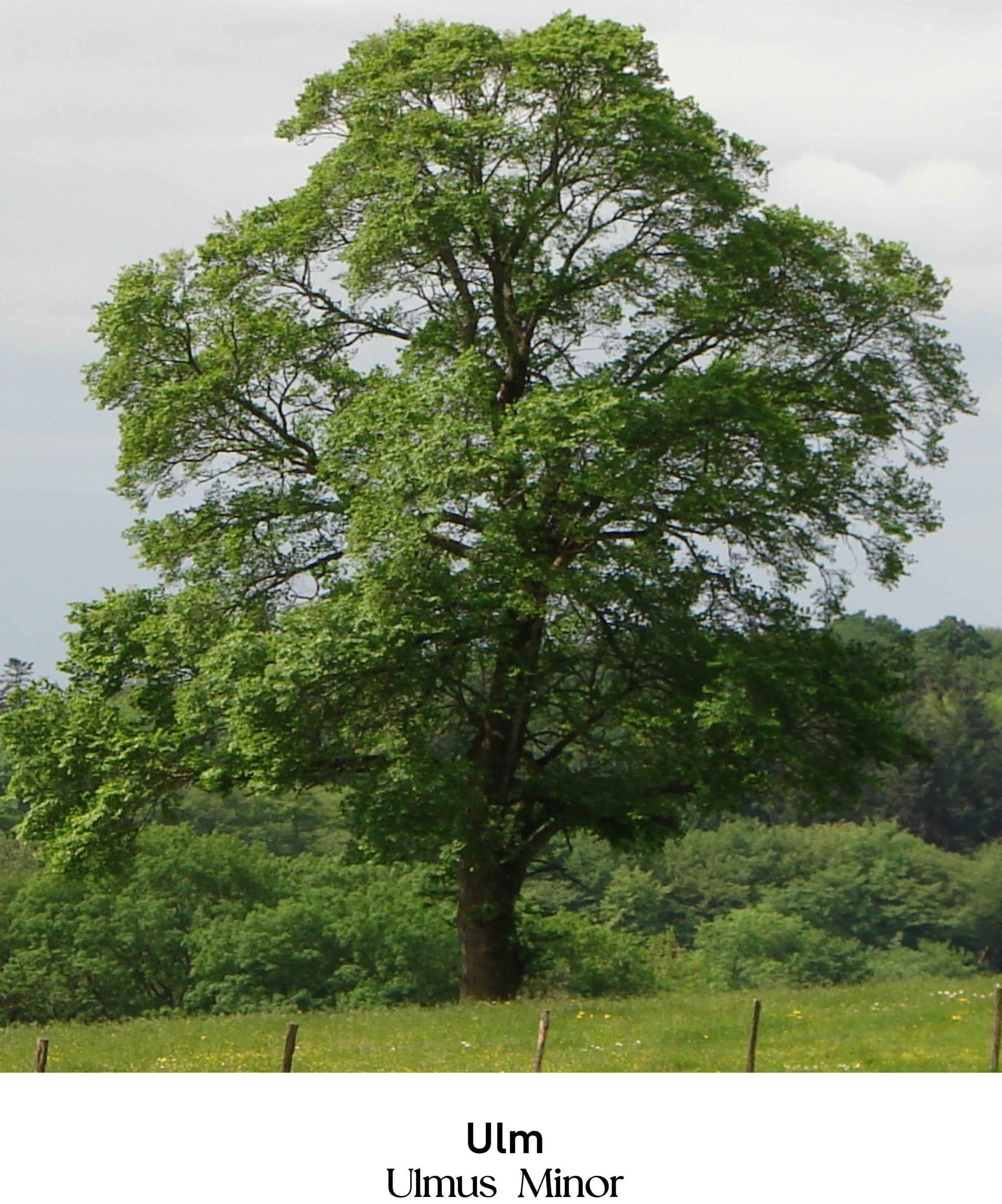 magazin ulm servicii publice iasi