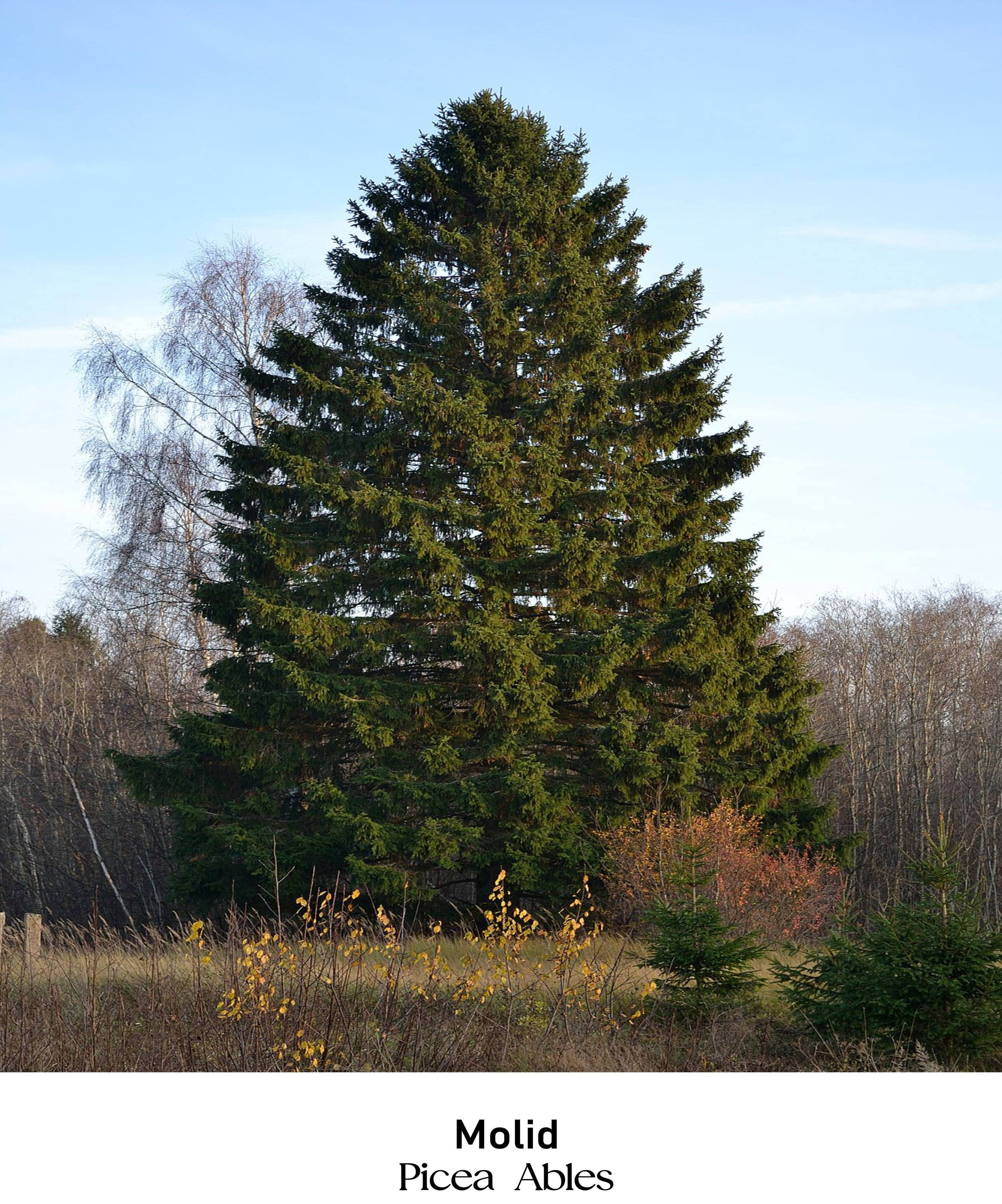 magazin molid servicii publice iasi