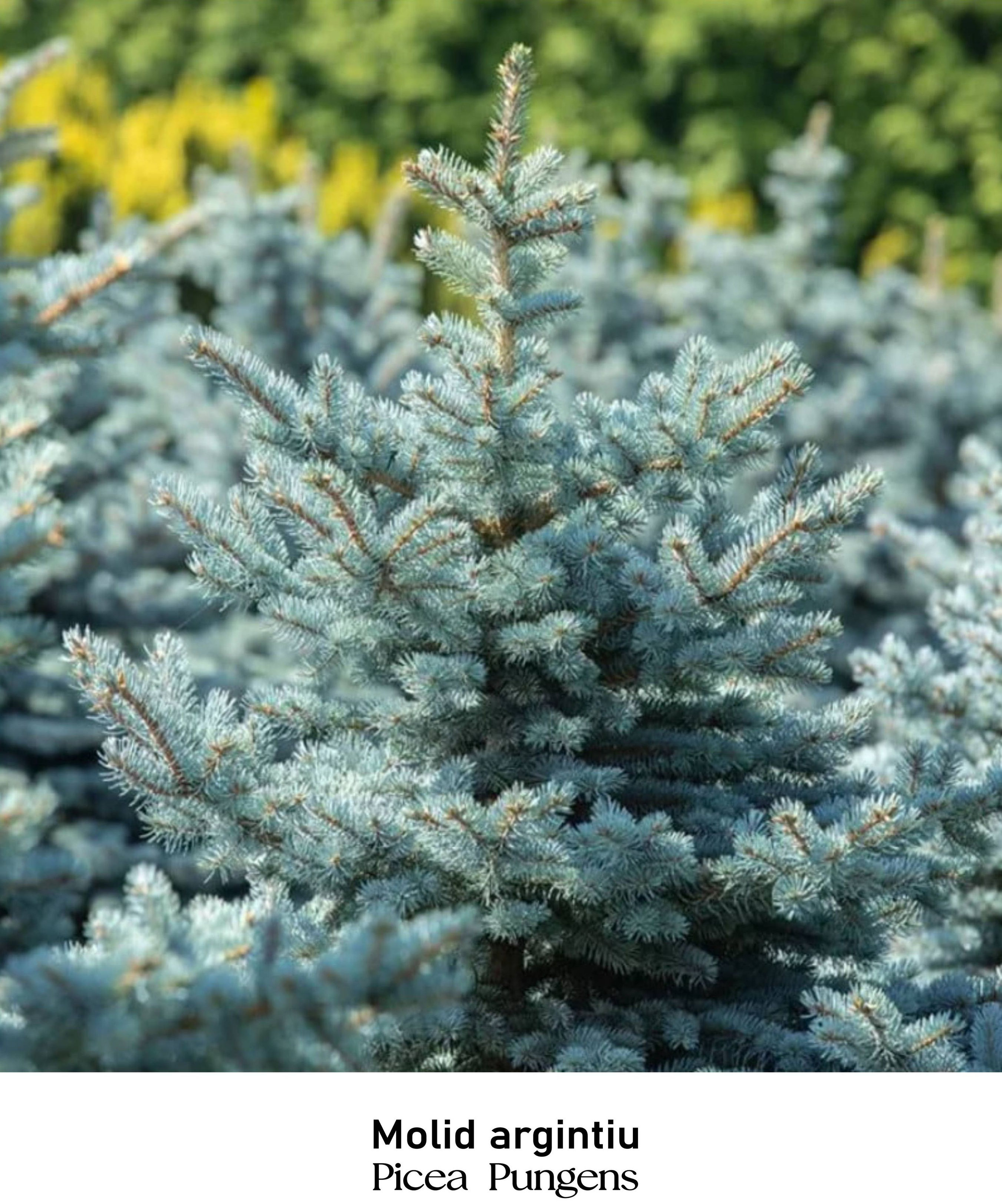 magazin molid argintiu servicii publice iasi