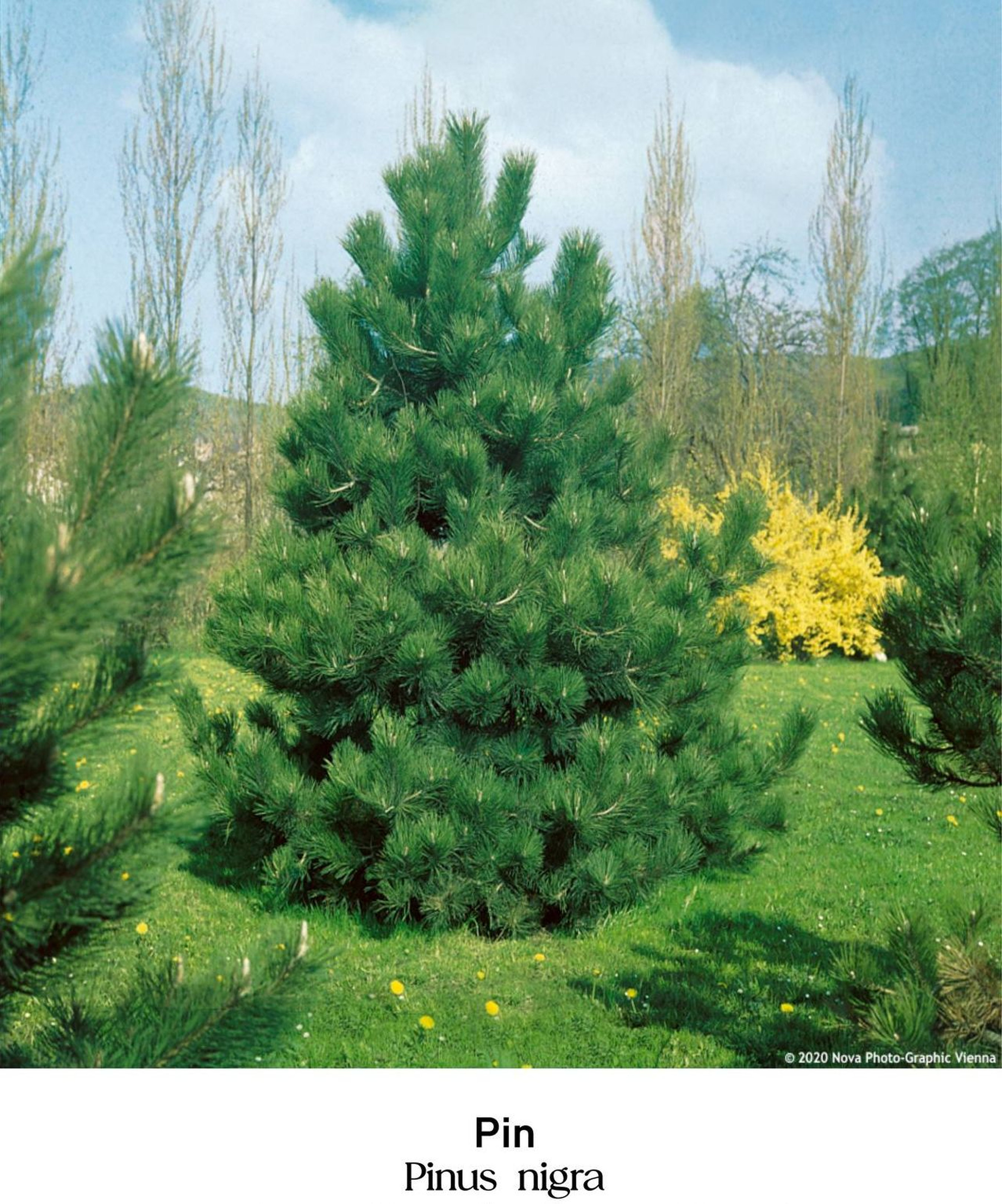 magazin pin servicii publice iasi