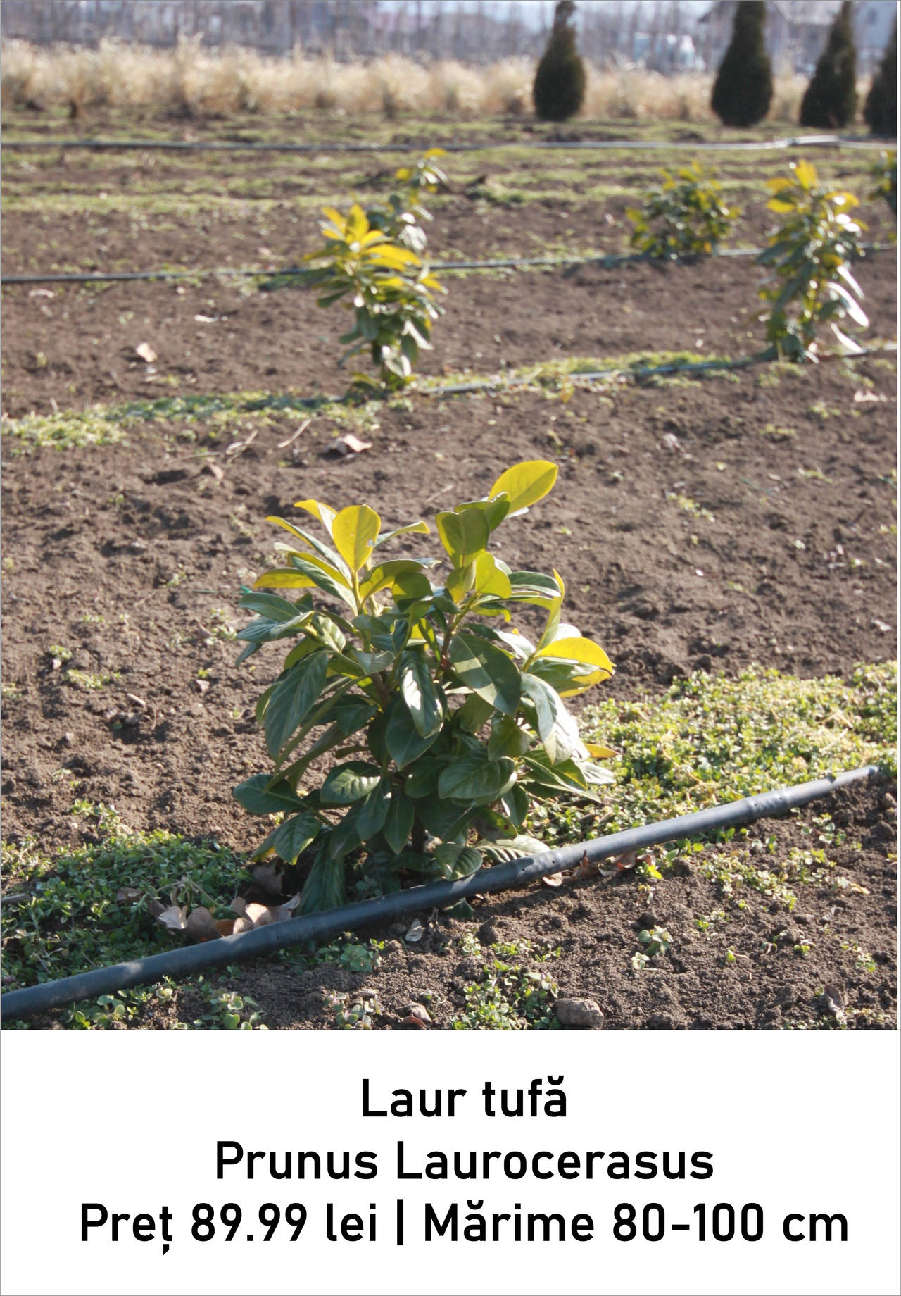 magazin laur tulpina mica servicii publice iasi