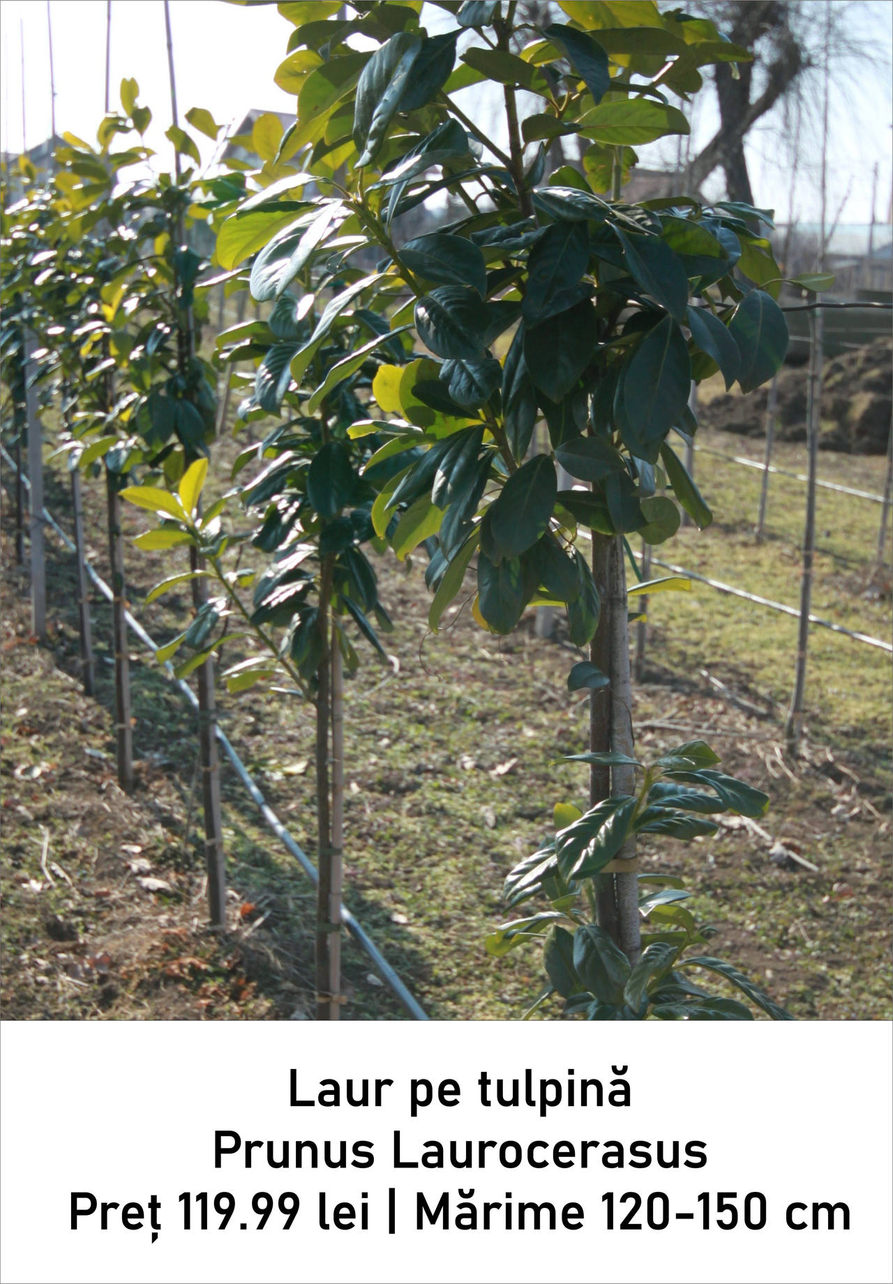 magazin laur tufa mica servicii publice iasi