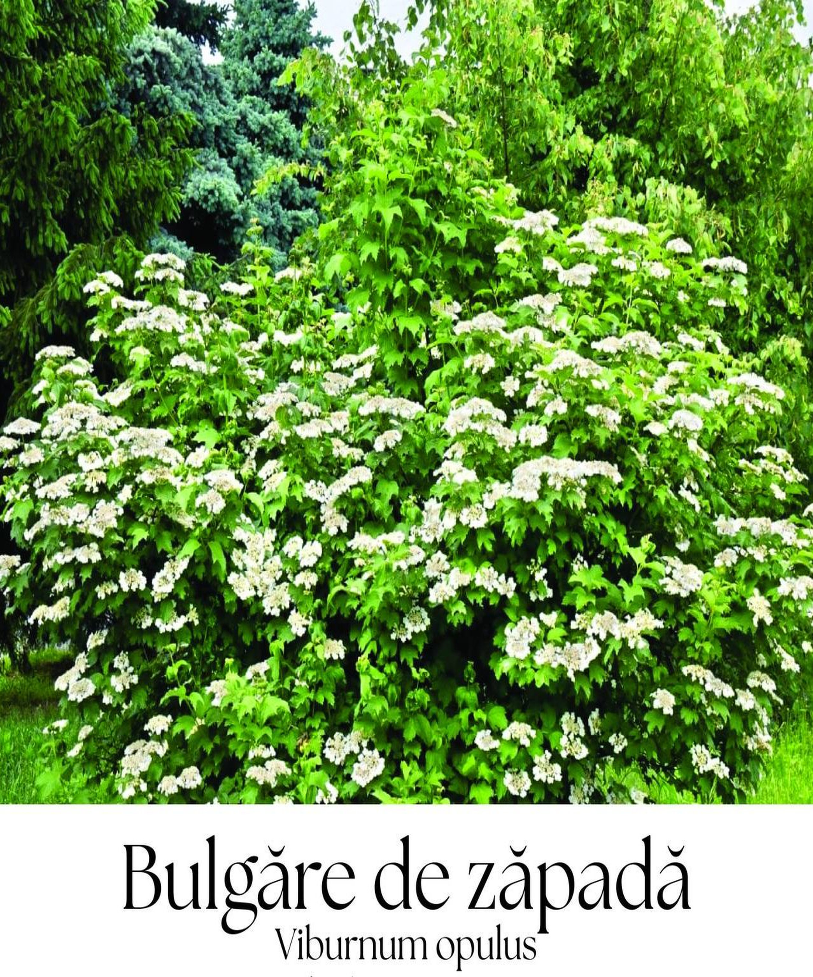 magazin bulgare zapada japoneza servicii publice iasi