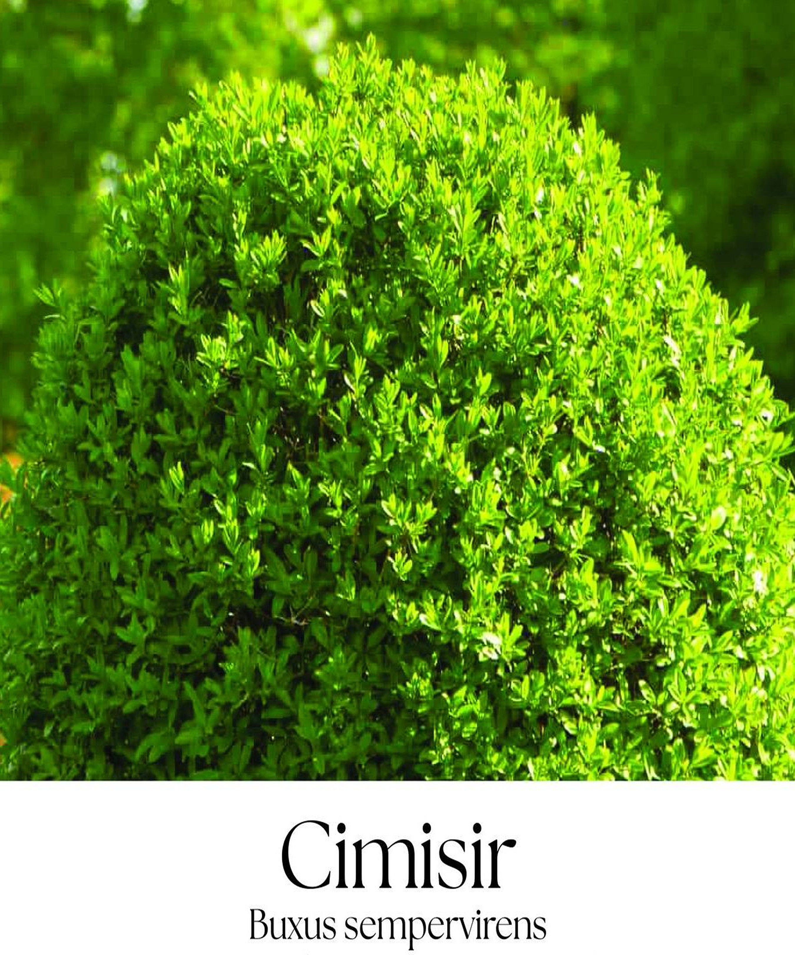 magazin cimisir servicii publice iasi