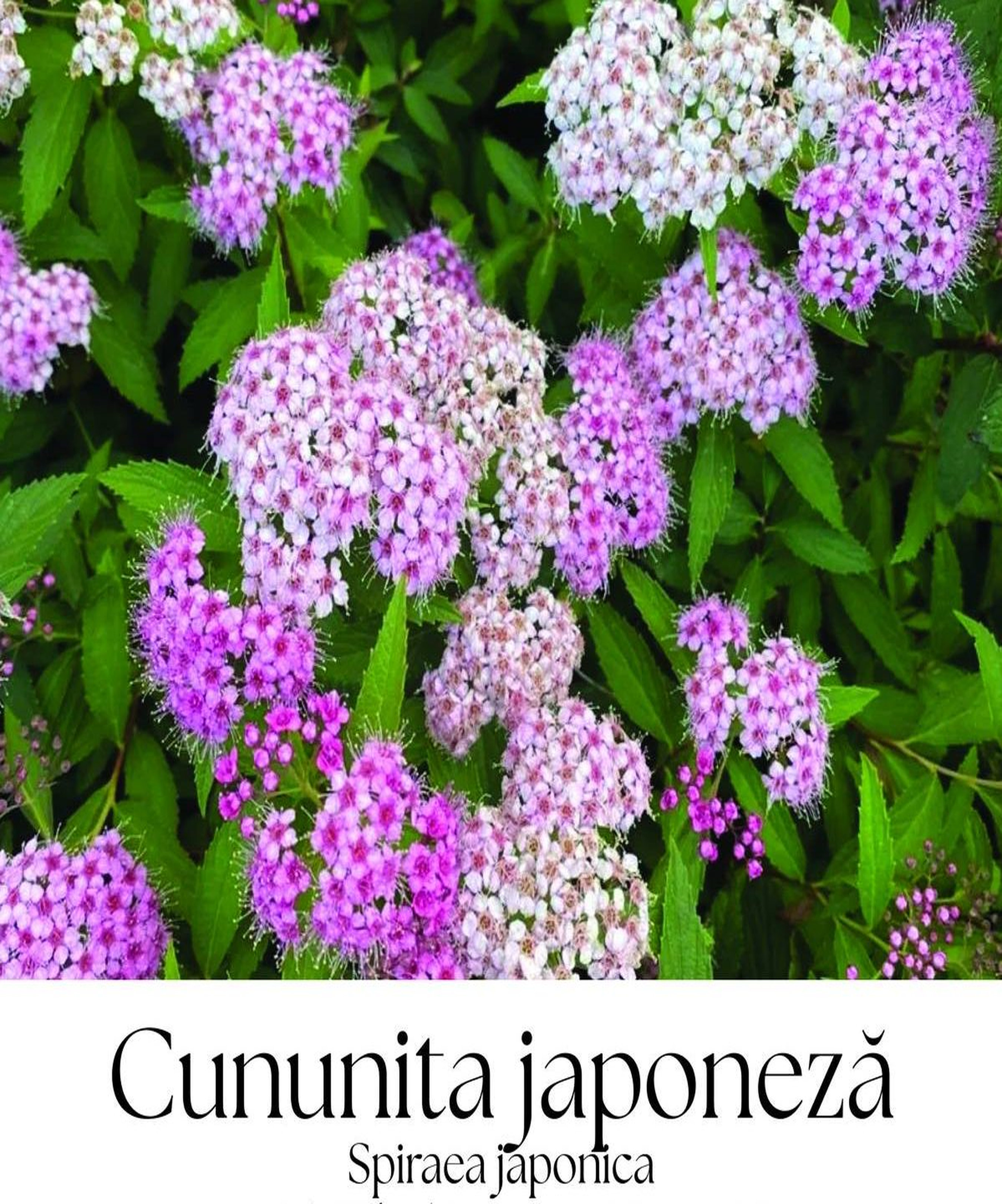 magazin cununita japoneza japoneza servicii publice iasi