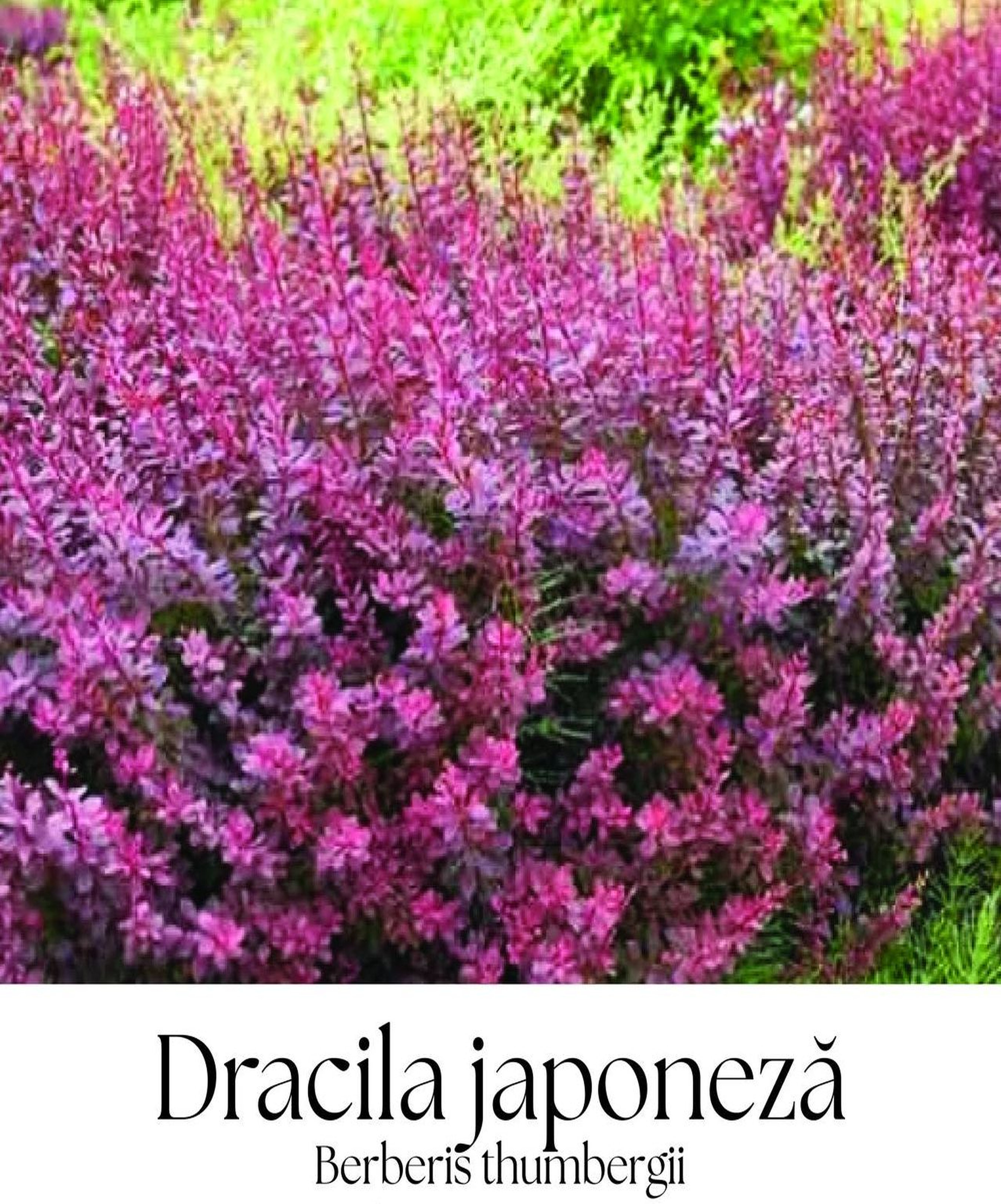 magazin dracila japoneza servicii publice iasi