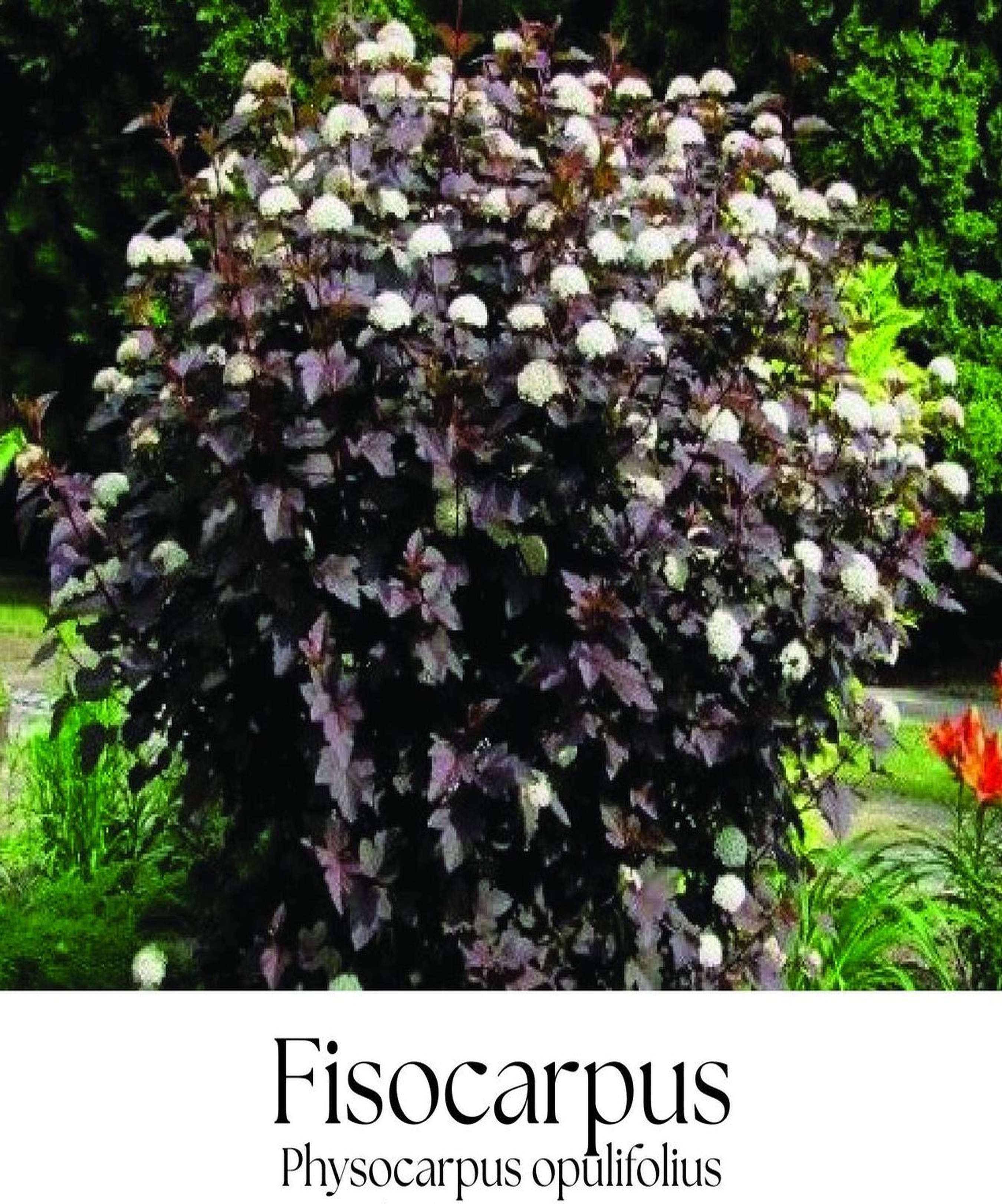 magazin deutia servicii publice iasi