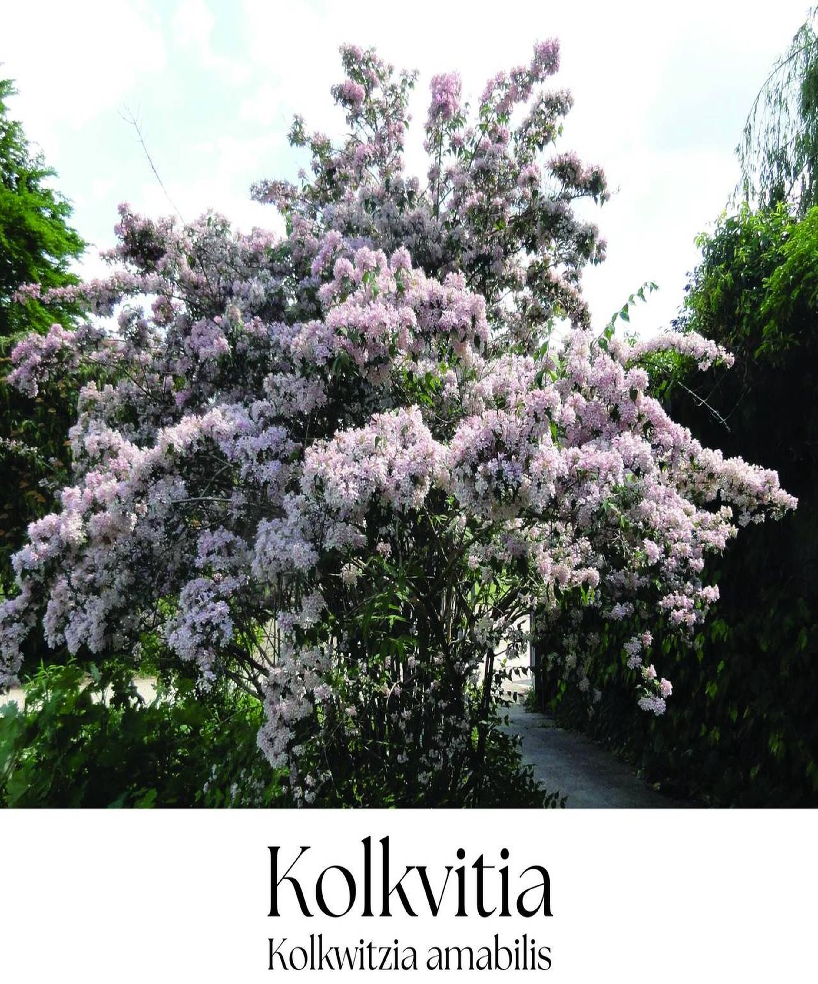 magazin kolkvitia servicii publice iasi