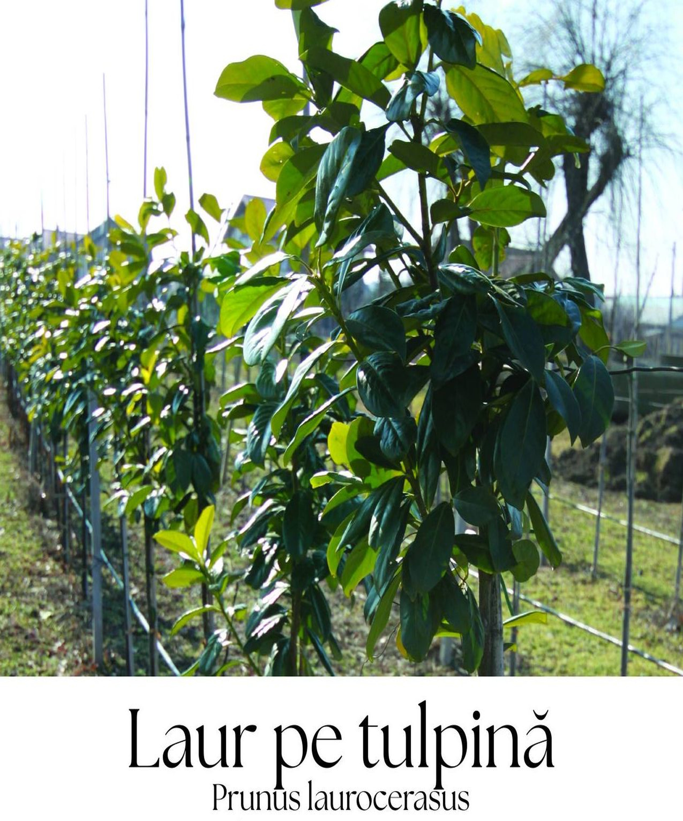 magazin laur tufa mica servicii publice iasi