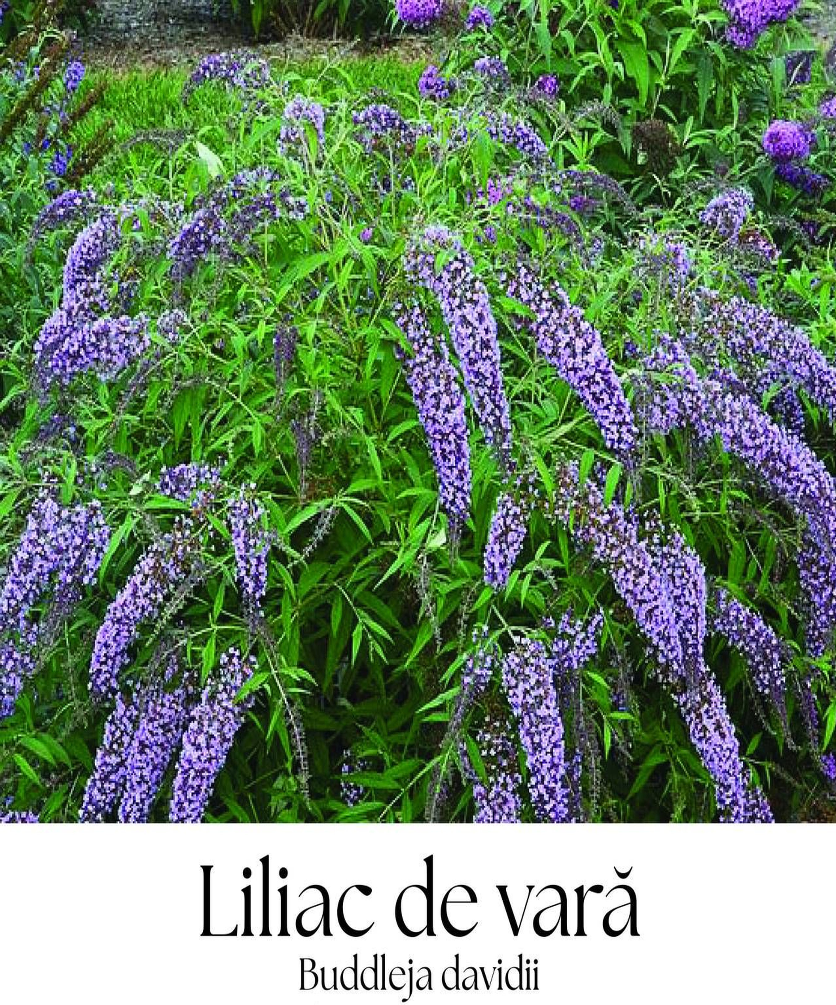 magazin liliac servicii publice iasi