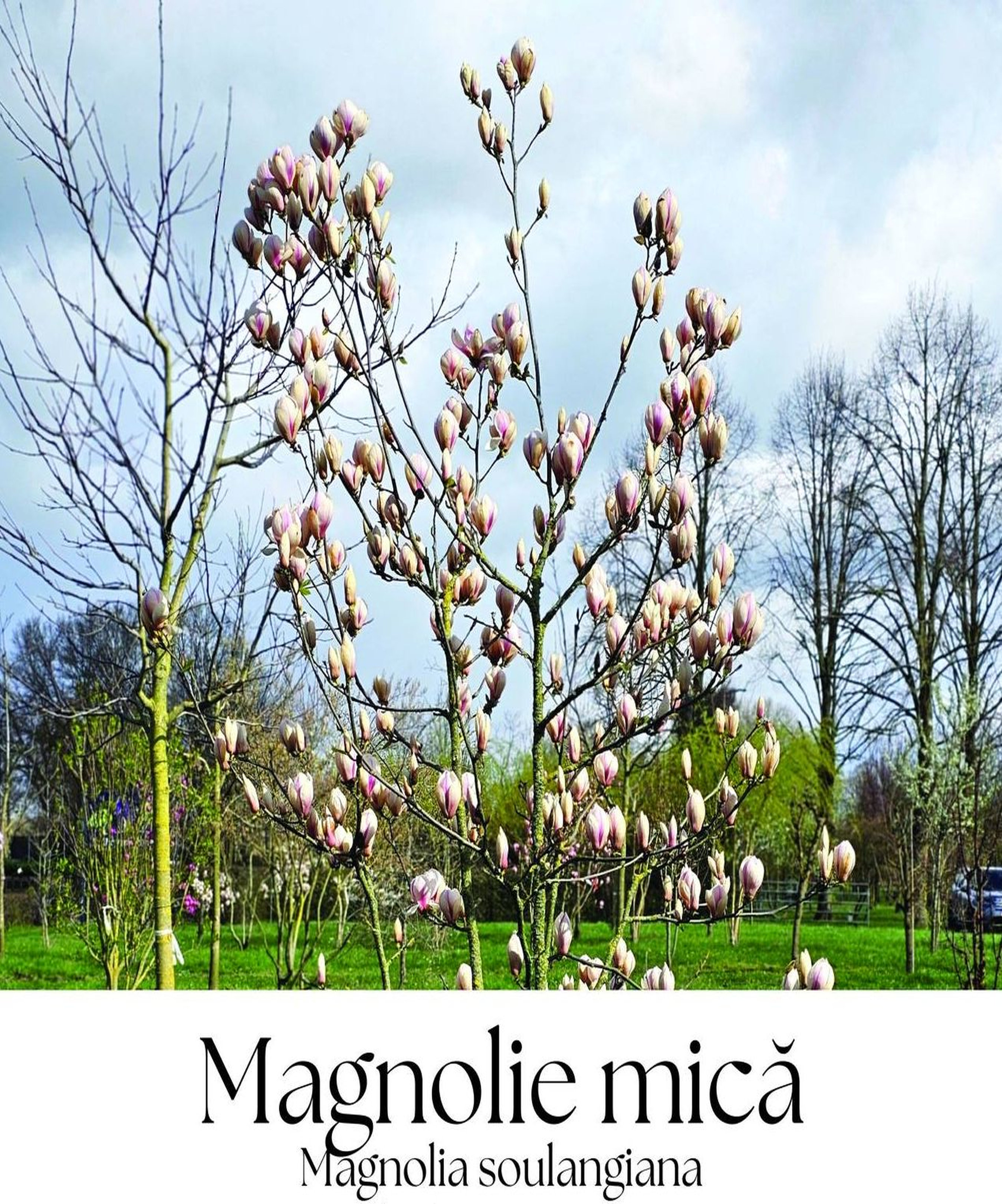 magazin magnolie mica servicii publice iasi