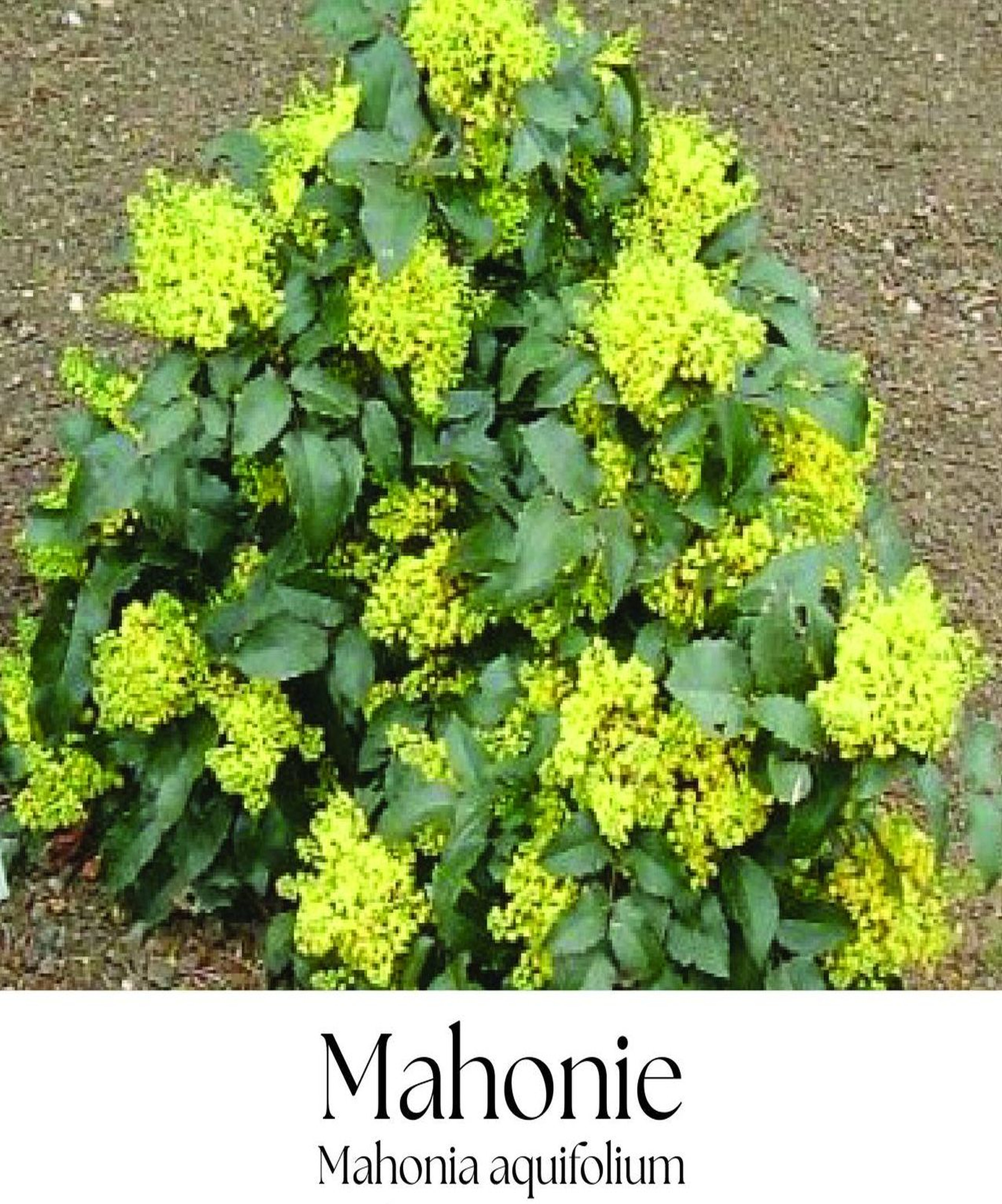 magazin mahonie servicii publice iasi