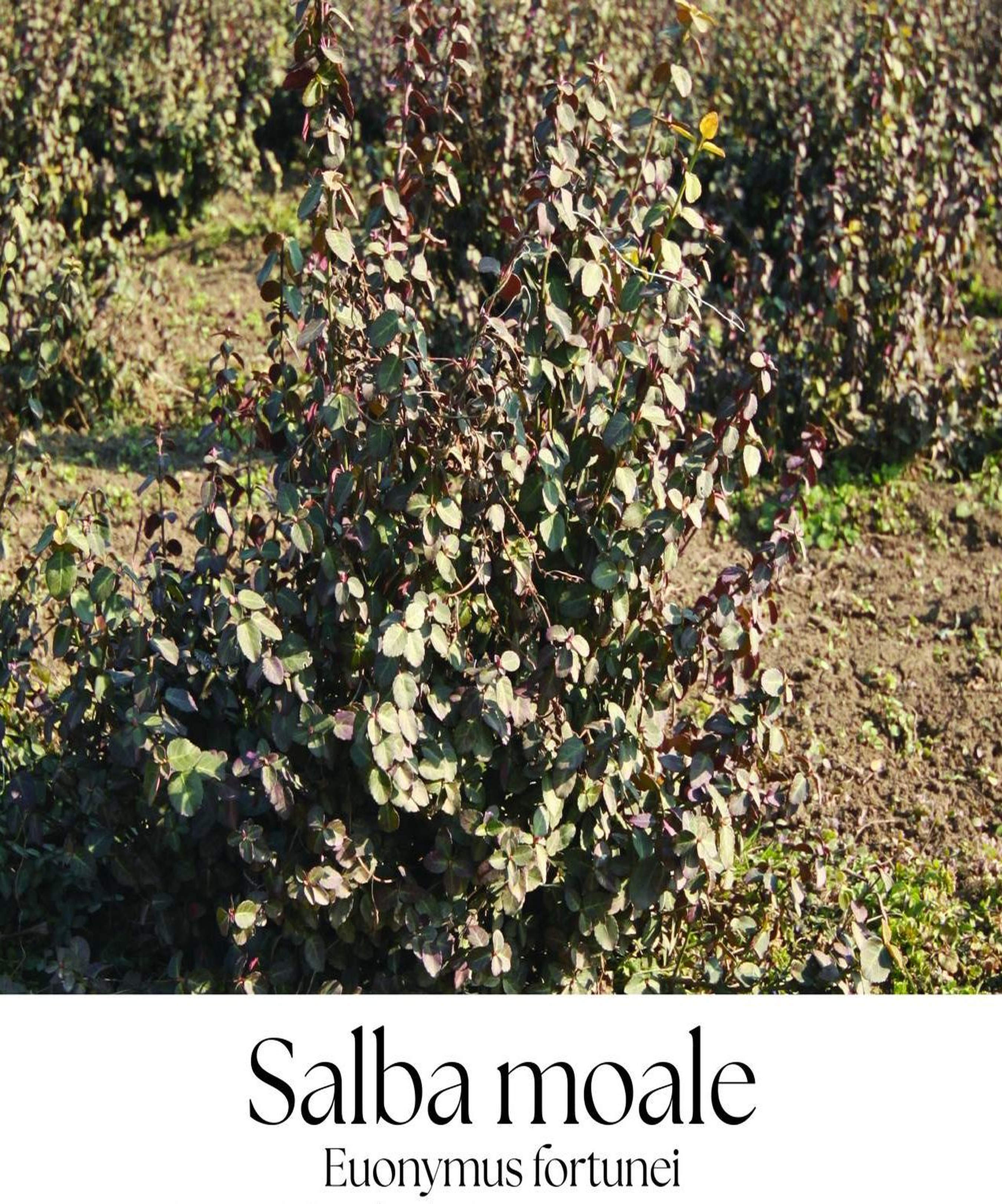 magazin salba moale servicii publice iasi