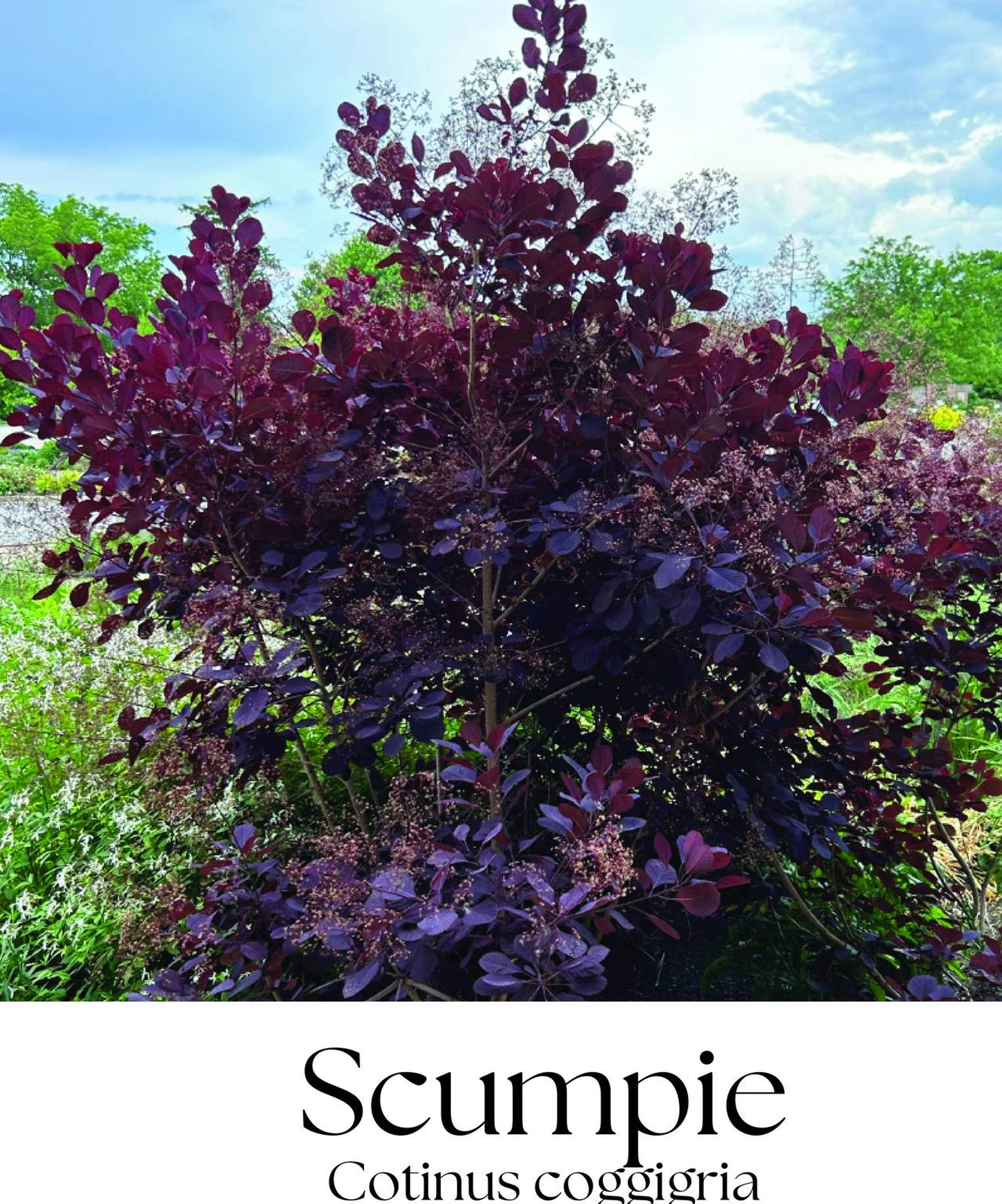 magazin scumpie servicii publice iasi